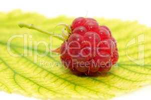 raspberry on leaf