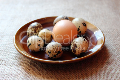 some eggs of the quail and one of the hen