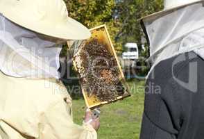 two beekeepers inspect the bees