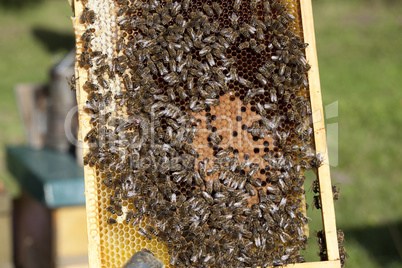 bees with brood comb