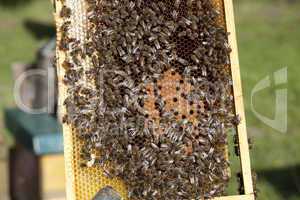 bees with brood comb