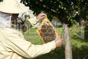 beekeeper inspected hive