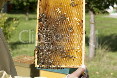 beekeeper with bees