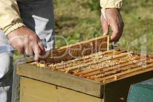 honeycomb boxes are checked