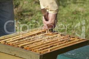 control of the bee hive