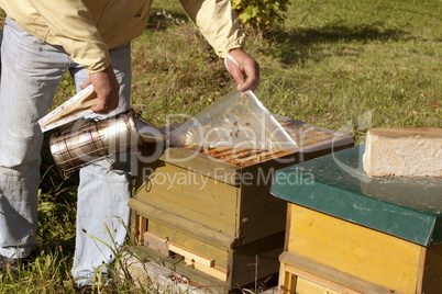 beekeeper with open hive