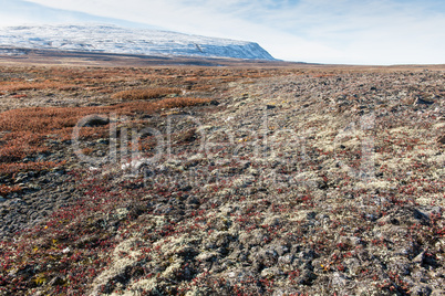 Arctic landscape in summer