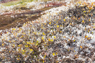 Salix glauca or gray willow in Greenland