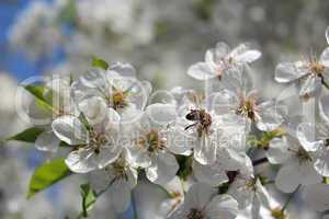 bee on the flowers of blossoming cherry