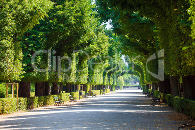 Walkway under a green natural tunnel