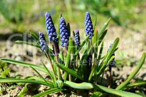 Some beautiful blue flowers of muscari