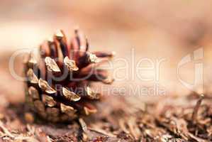 Fir Cone as Autumn Background