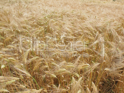 Barleycorn field