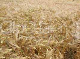 Barleycorn field
