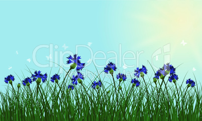 Clovers on summer background