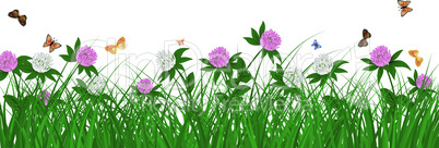 Cornflowers on summer meadow