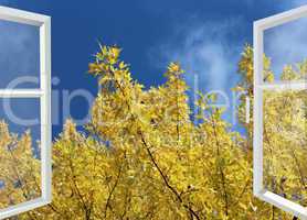 open window to yellow autumn tree and blue sky