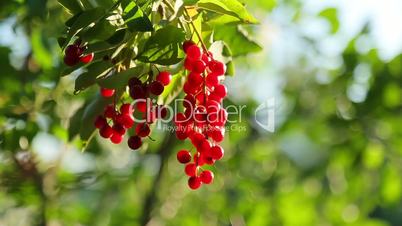 Bunch of bird cherry