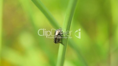 May-bug crawling on the stem