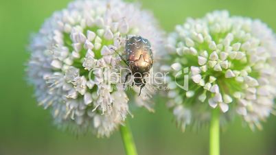May-bug eats nectar