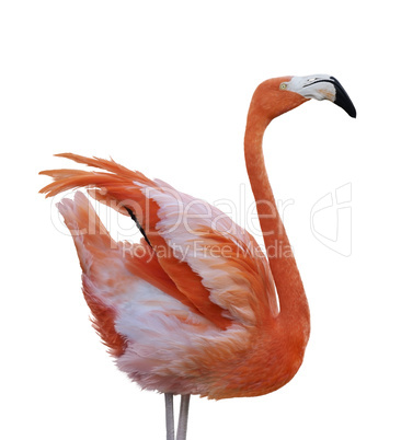 Flamingo Bird