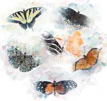 Watercolor Image Of  Butterflies