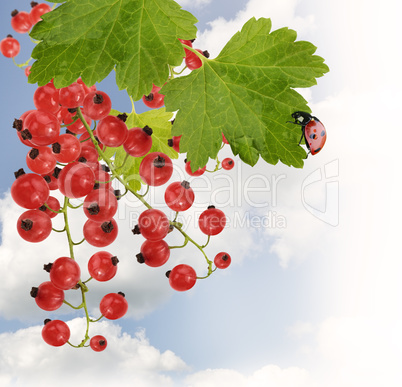 Red Currant With Leaves