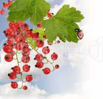 Red Currant With Leaves
