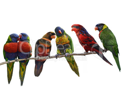 Colorful Parrots