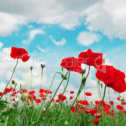 poppies and  cloudy sky