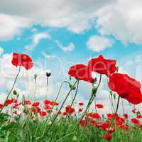 poppies and  cloudy sky