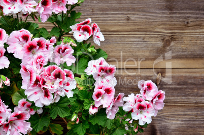 Holz Hintergrund Blume