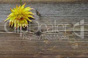 gelbe Dahlie Holz Hintergrund