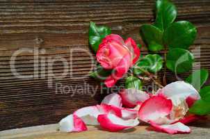 Holz Hintergrund Rose