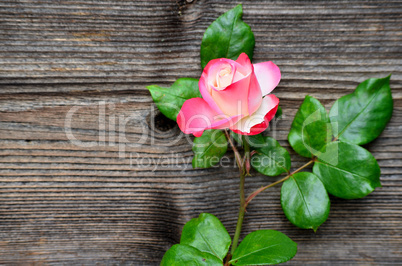 Holz Hintergrund Rose