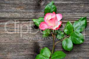 Holz Hintergrund Rose