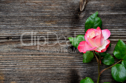 rosa Rose auf Holz Hintergrund