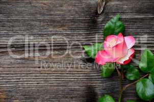 rosa Rose auf Holz Hintergrund