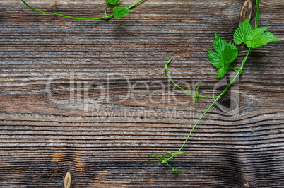 Hopfen Blatt Holz Hintergrund