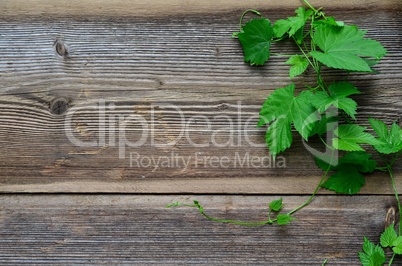 Hopfen Blatt Holz Hintergrund