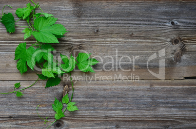 Hopfen Blatt Holz Hintergrund