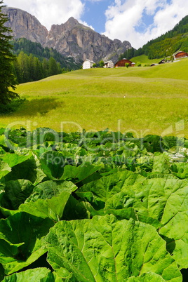 Gewöhnliche Pestwurz (Petasites hybridus)