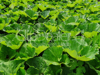 Gewöhnliche Pestwurz (Petasites hybridus)