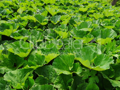 Gewöhnliche Pestwurz (Petasites hybridus)