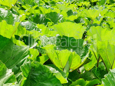 Gewöhnliche Pestwurz (Petasites hybridus)