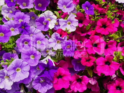 Petunien (Petunia)