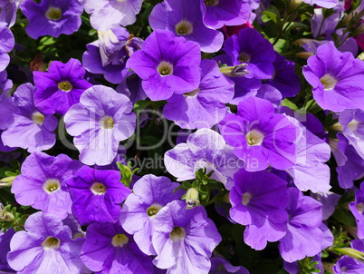 Petunien (Petunia)