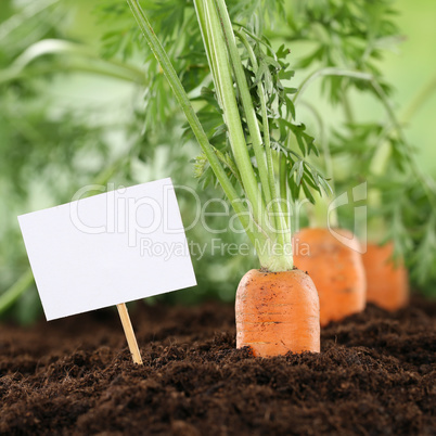 Karotten im Gemüse Garten oder Feld mit Textfreiraum