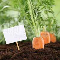 Karotten im Gemüse Garten oder Feld mit Textfreiraum