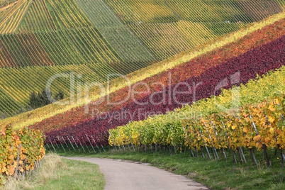 Weinberge mit Weintrauben im Herbst Landschaft